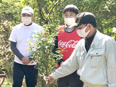 イヌマキの育樹祭