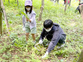 イヌマキの育樹祭